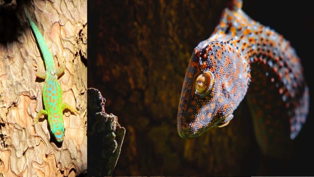 Blue-Tailed-Gecko-vs-Tokay-Gecko