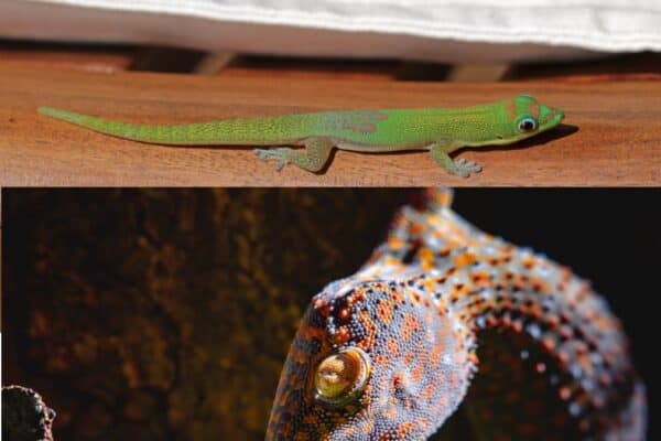 Gold Dust Day Geckovs Tokay Gecko