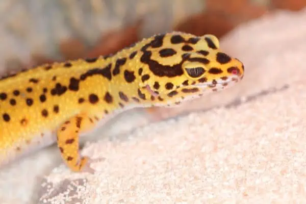 Leopard Gecko