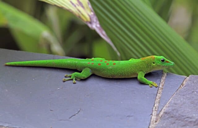 Madagascar Giant Day Geckos