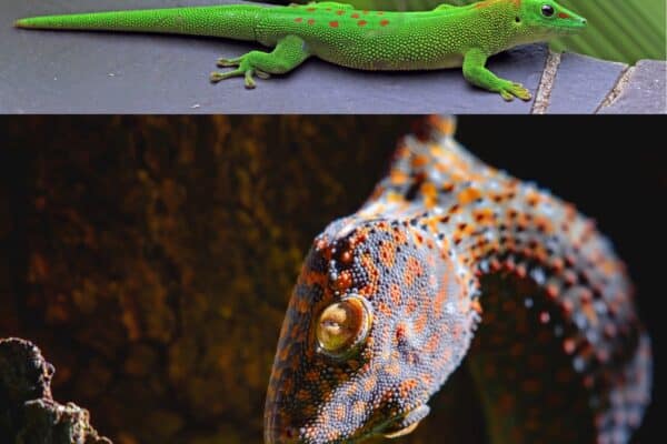 Madagascar Giant Day Geckos vs Tokay Gecko