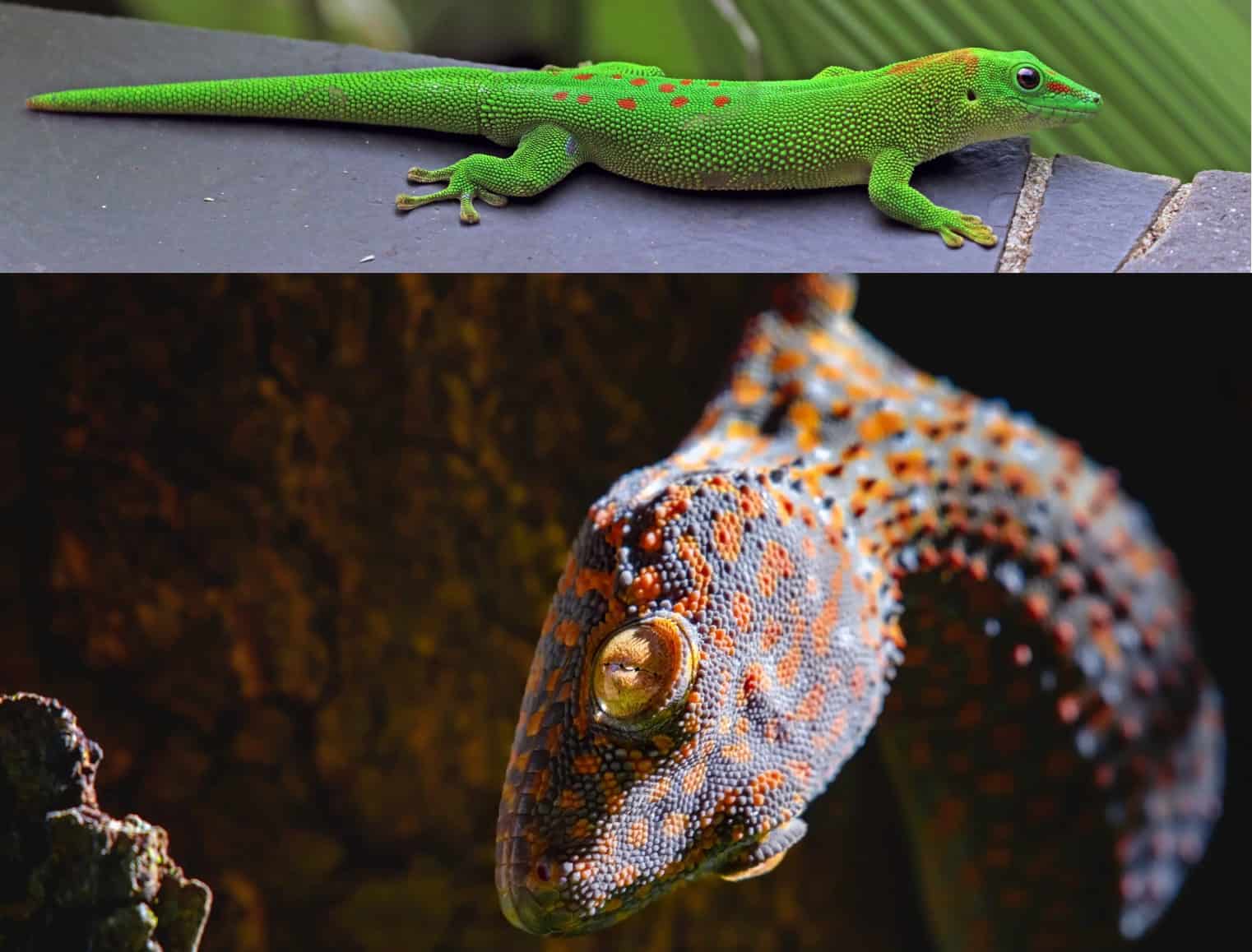 Madagascar Giant Day Geckos vs Tokay Gecko