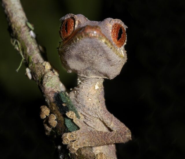 Satanic Leaf-Tailed Gecko