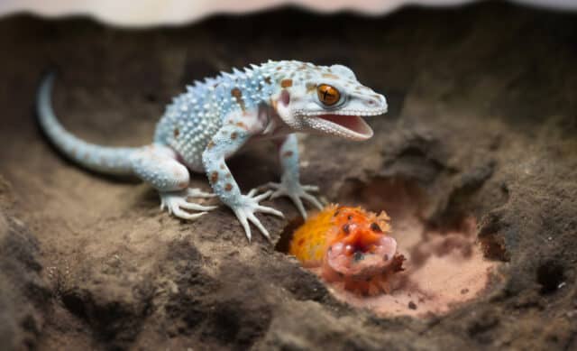 Tokay Gecko and Mite Parasite