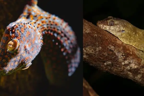 Tokay-Gecko-vs-New-Caledonian-Giant