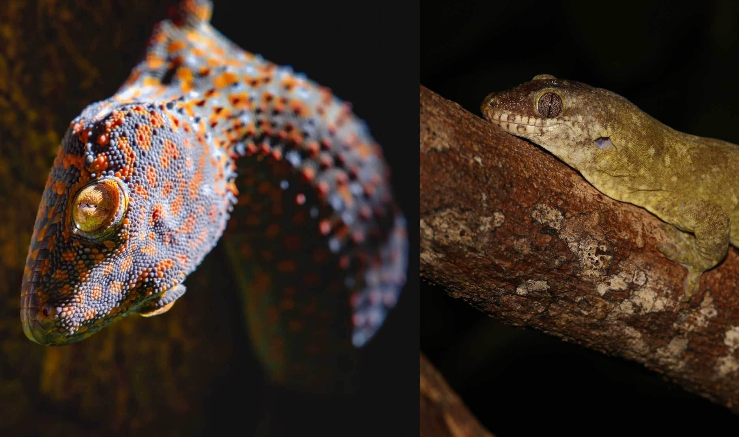 Tokay-Gecko-vs-New-Caledonian-Giant
