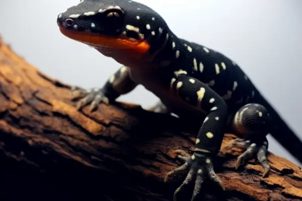 Black Night Leopard Gecko