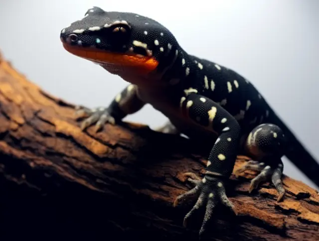 Black Night Leopard Gecko