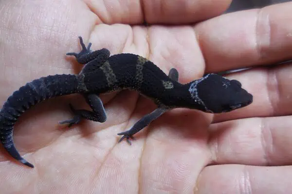 Black Pearl Leopard Gecko