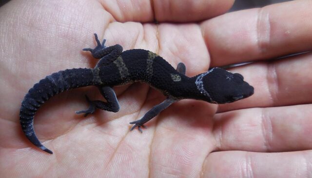 Black Pearl Leopard Gecko