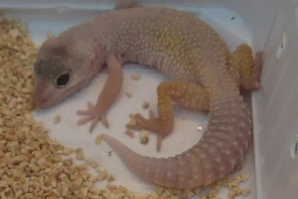 Blazing Blizzard Leopard Gecko