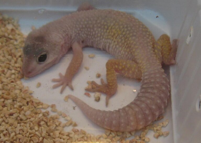 Leopard Gecko Calcium Needs From Natural Sources to Supplements