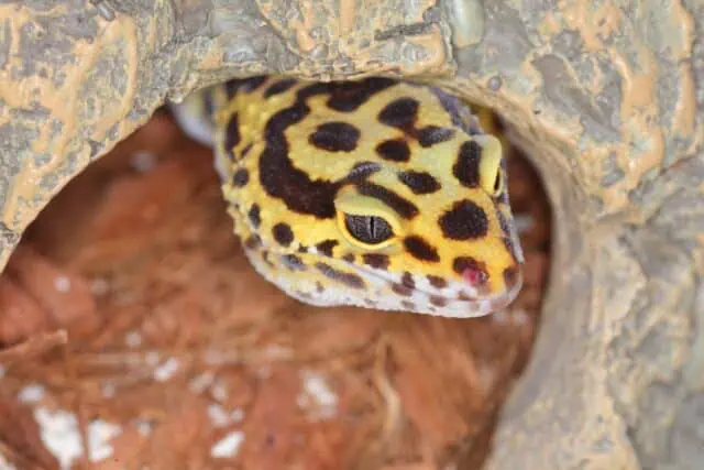 High Yellow Leopard gecko