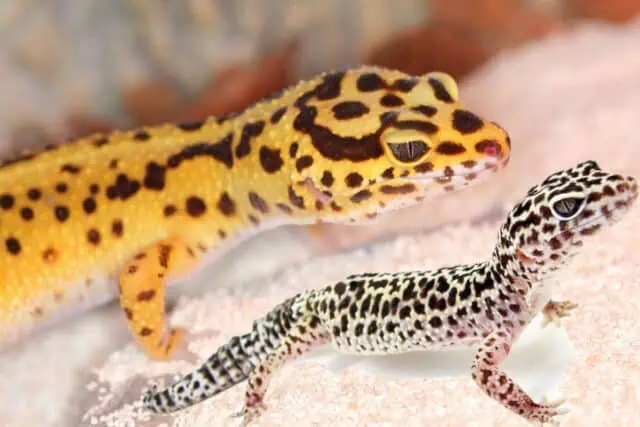 2 Leopard Geckos
