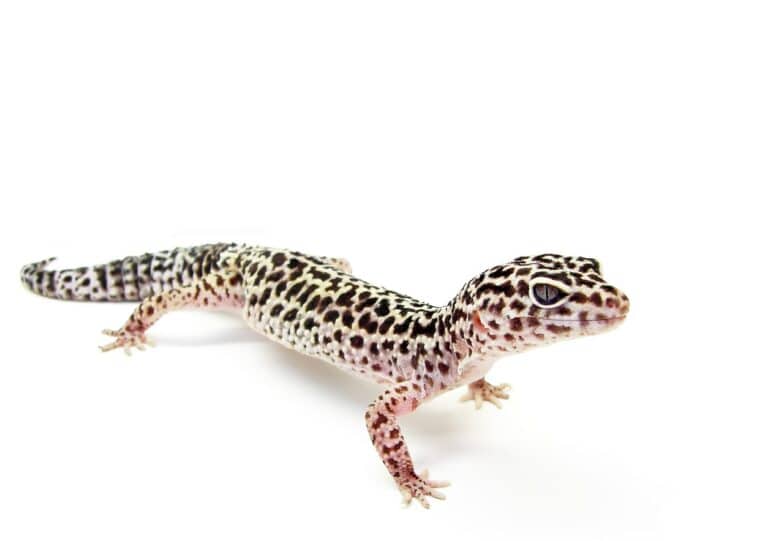 The Enigma Leopard Gecko An Indepth Look into this Fascinating