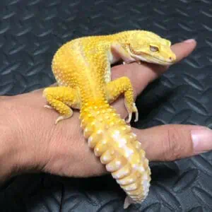 Leopard Gecko behavior