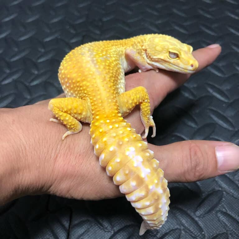 Leopard Gecko Accessories The Essential List Every Owner Needs