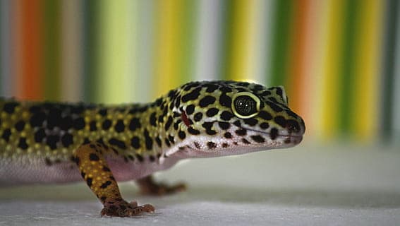 Mack Snow Leopard Gecko