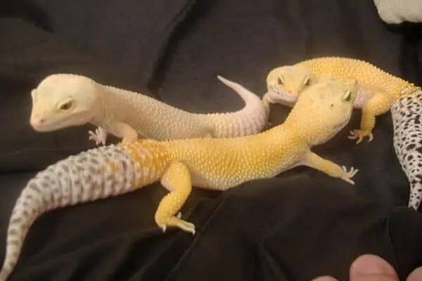 Patternless Leopard Gecko