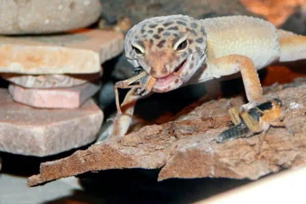 Raptor Leopard Geckos