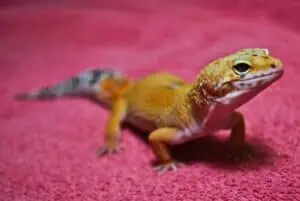 Tangerine Leopard Gecko