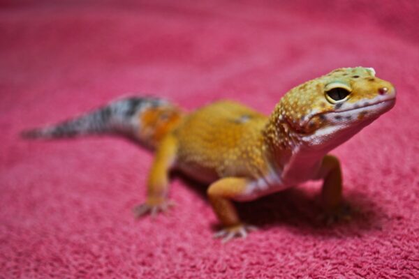 Tangerine Leopard Gecko