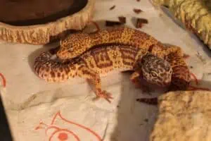 Tremper Albino Leopard Gecko