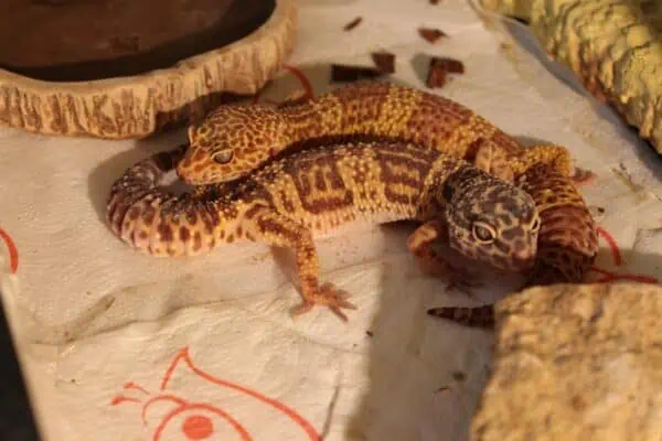 Tremper Albino Leopard Gecko