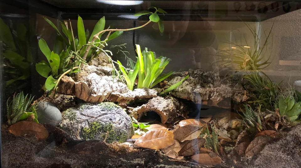 Leopard Gecko Bioactive Setup: Creating a Healthier, Happier ...