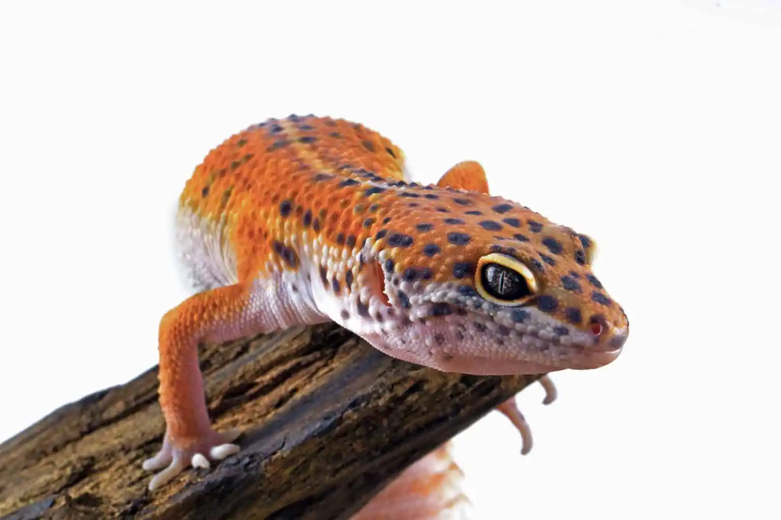Leopard Gecko Stare
