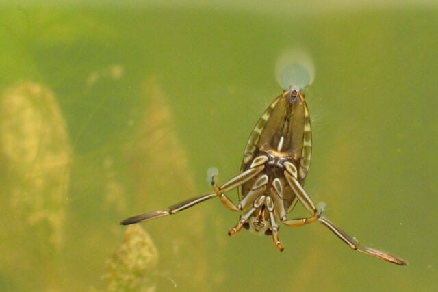 Blackswimmer Water Bug