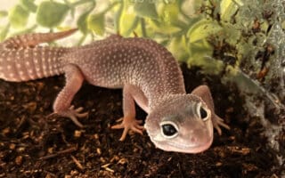 Shy or Scared? Understanding Your Tokay Gecko's Hiding Habits