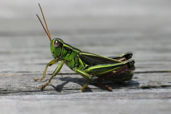 Can Leopard Geckos Eat Grasshoppers