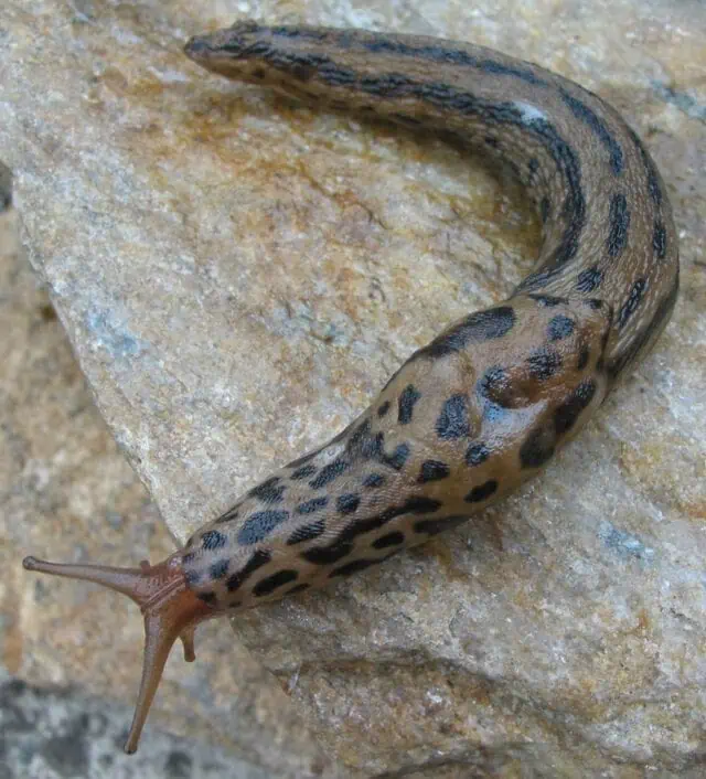 Can Leopard Geckos Eat Leopard Slugs