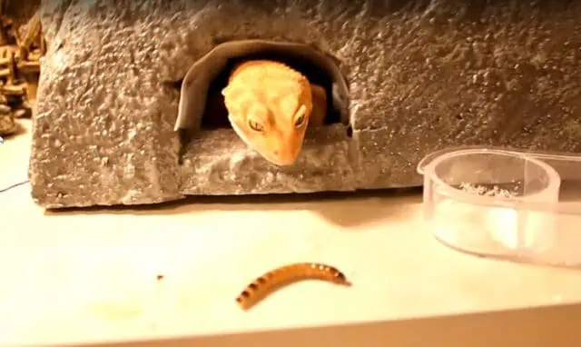 Can Leopard Geckos Eat Superworms