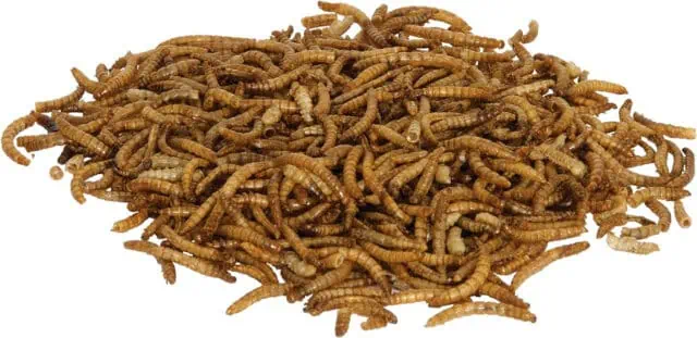 Canned Mealworms for Leopard Geckos