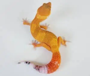 Carrot Tail Leopard Gecko