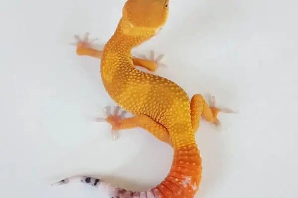 Carrot Tail Leopard Gecko