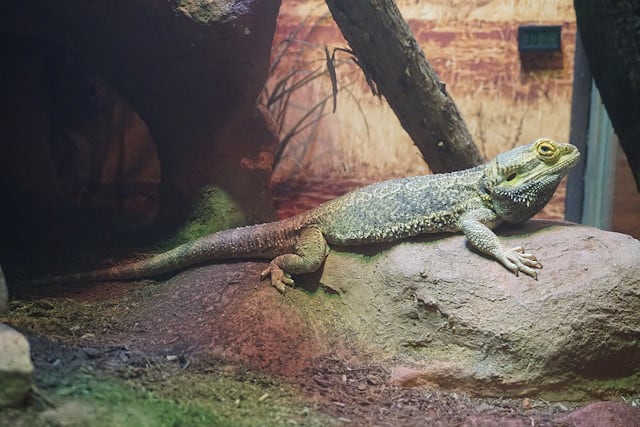 Central Bearded Dragon