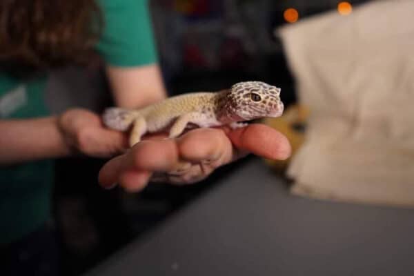 Chirping Leopard Gecko