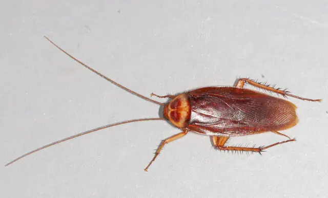 Cockroach Wild Bug