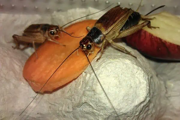 Crickets feeding