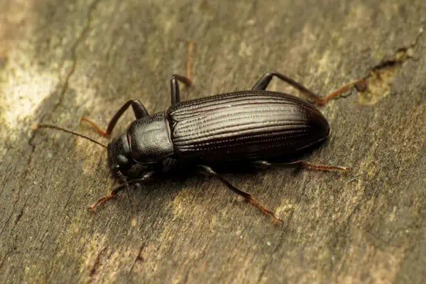 Darkling Beetle