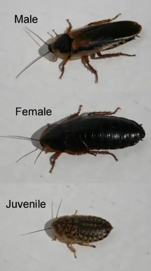 Dubia Cockroaches Adult Female Juvenile