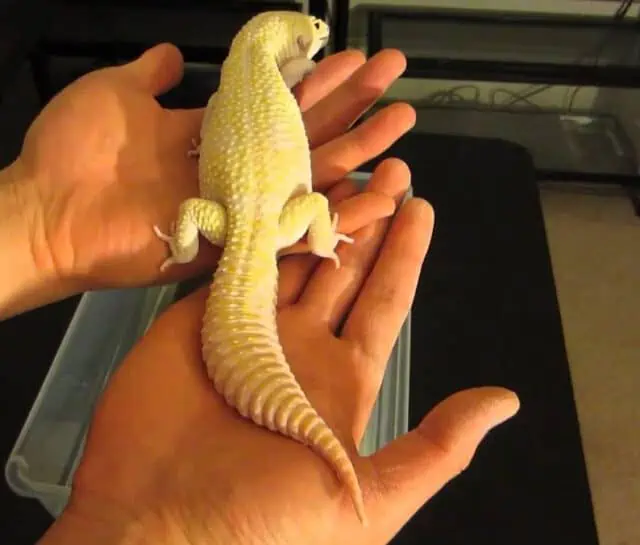 Giant Leopard Gecko Morph