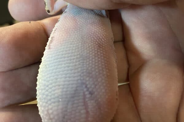 Impaction in Leopard Gecko