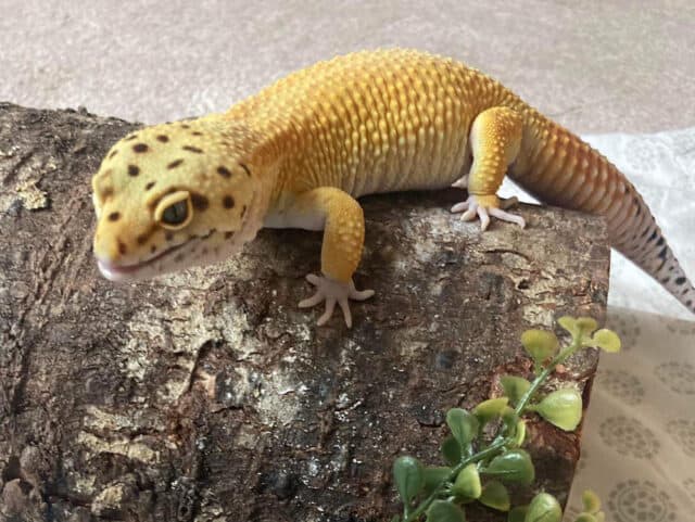 Large Leopard Gecko