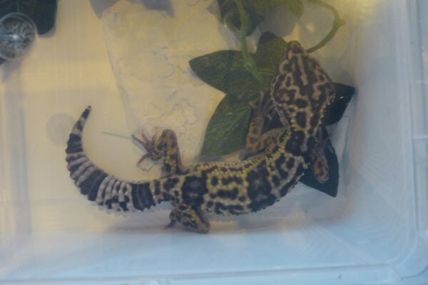 Large Leopard Gecko