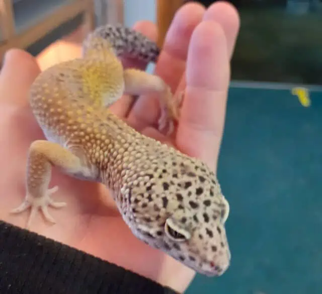 Handling a Leopard Gecko