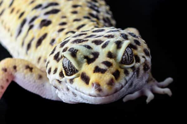 Leopard Gecko needs calcium